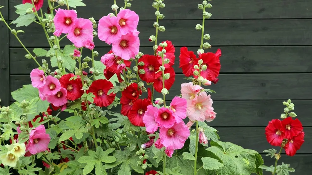 Мальва – Alcea rosea