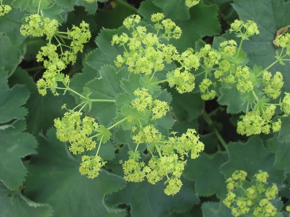 Манжетка Alchemilla mollis