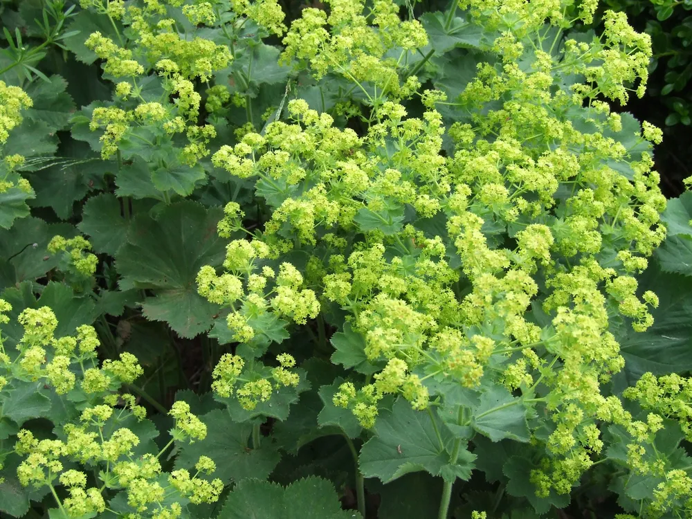 Манжетка Alchemilla mollis