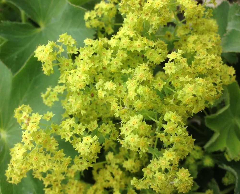 Манжетка Alchemilla mollis