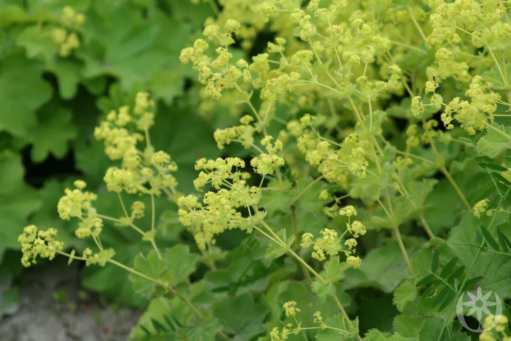 Манжетка Alchemilla mollis Robustica