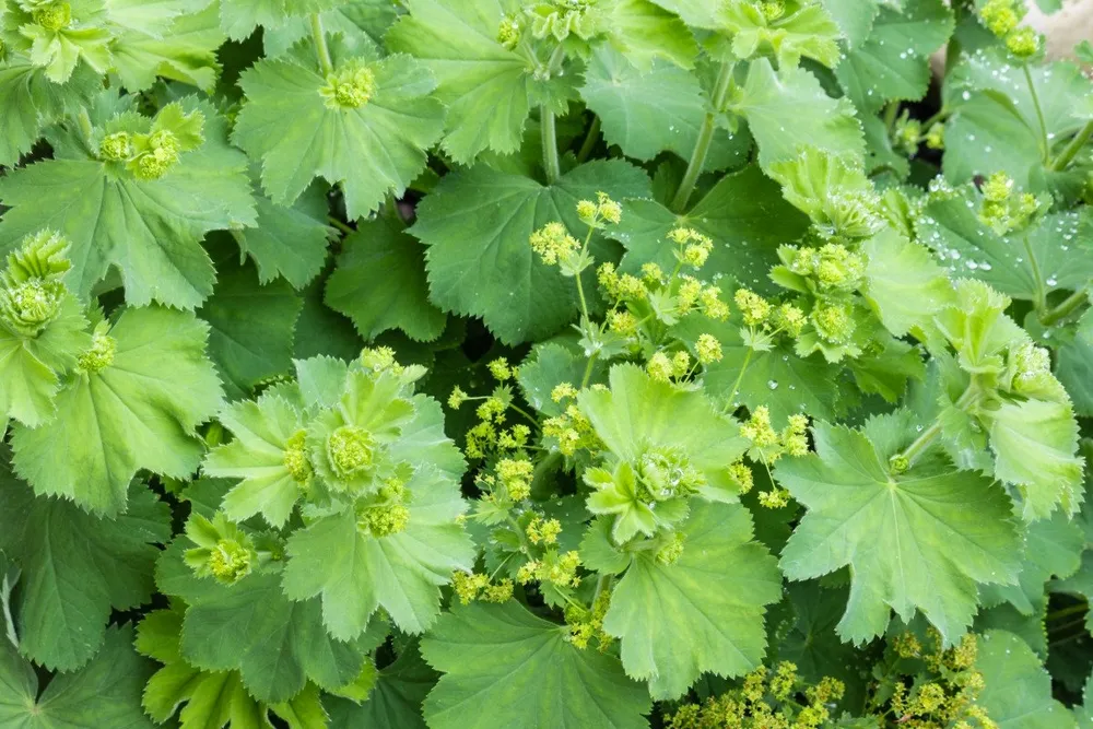 Манжетка Альпийская Alchemilla