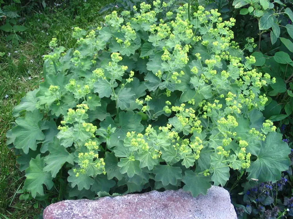 Манжетка красночерешковая Alchemilla erythropoda