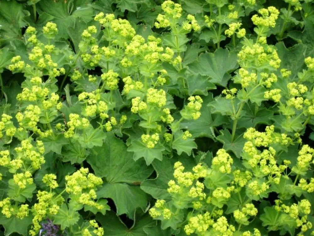 Манжетка обыкновенная Alchemilla vulgaris