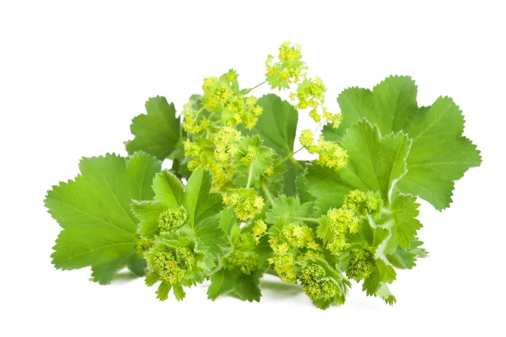 Манжетка обыкновенная Alchemilla vulgaris