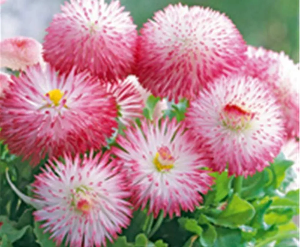 Маргаритка Bellis perennis