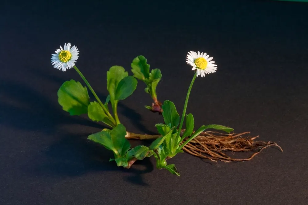 Маргаритка Bellis perennis