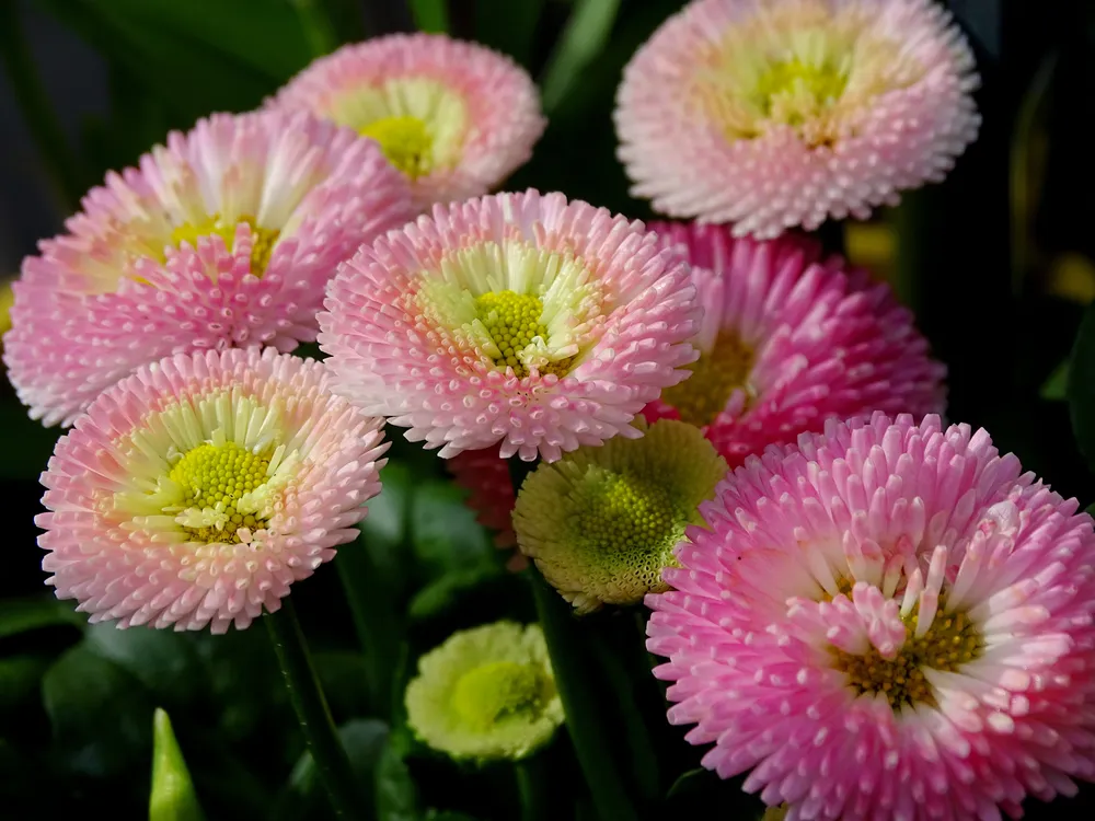 Маргаритка Bellis perennis