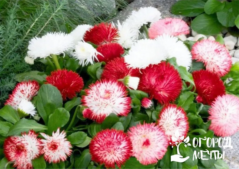 Маргаритка Bellis perennis