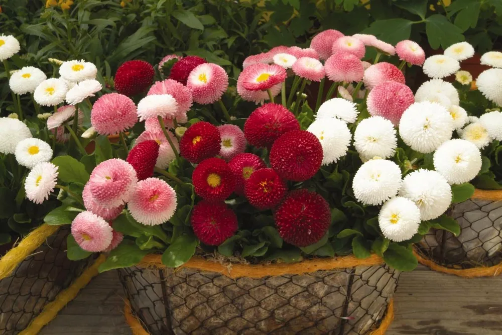 Маргаритка многолетняя Bellis perennis