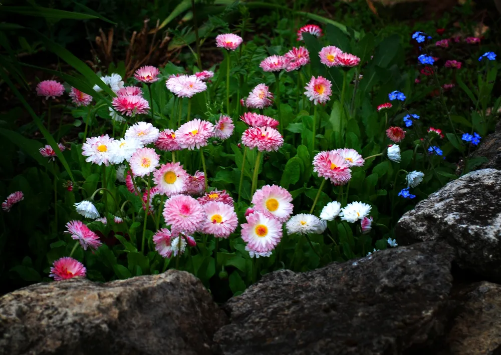 Маргаритка многолетняя Bellis perennis