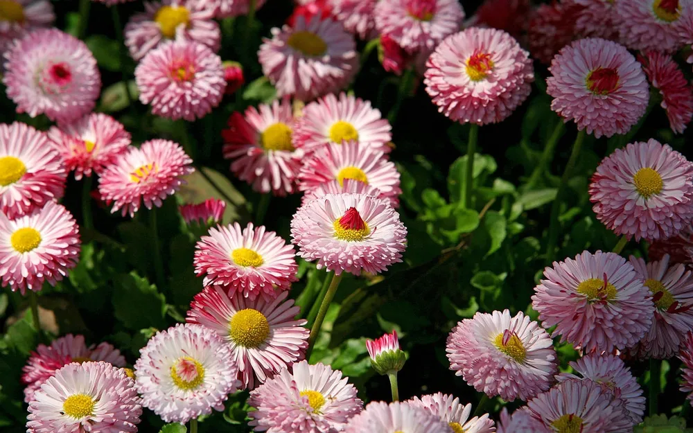 Маргаритка многолетняя Bellis perennis