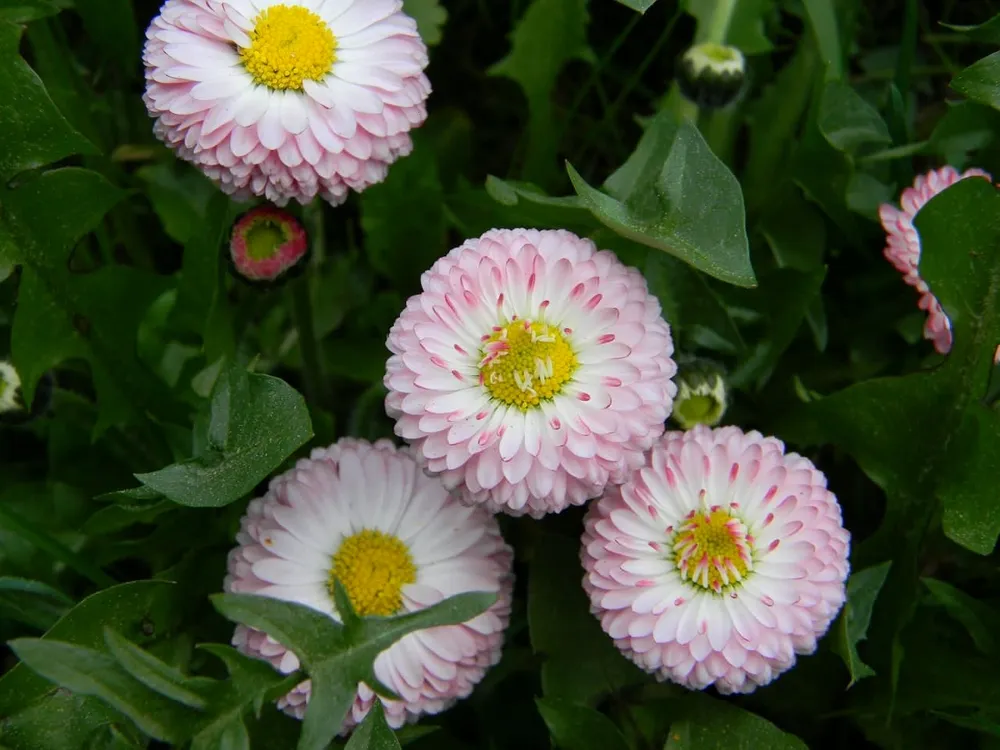 Маргаритка многолетняя Bellis perennis