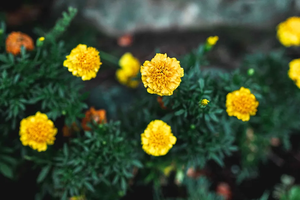 Marigold бархатцы