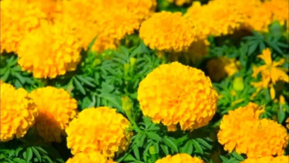 Marigold Brandyfoot