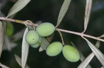 Маслина европейская - Olea europaea