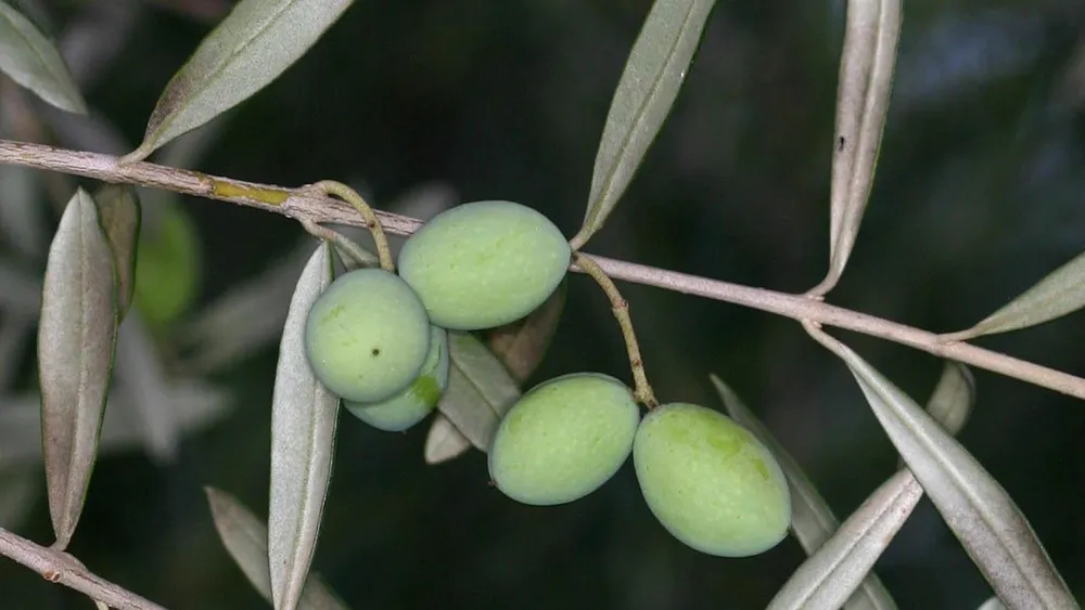 Маслина европейская - Olea europaea