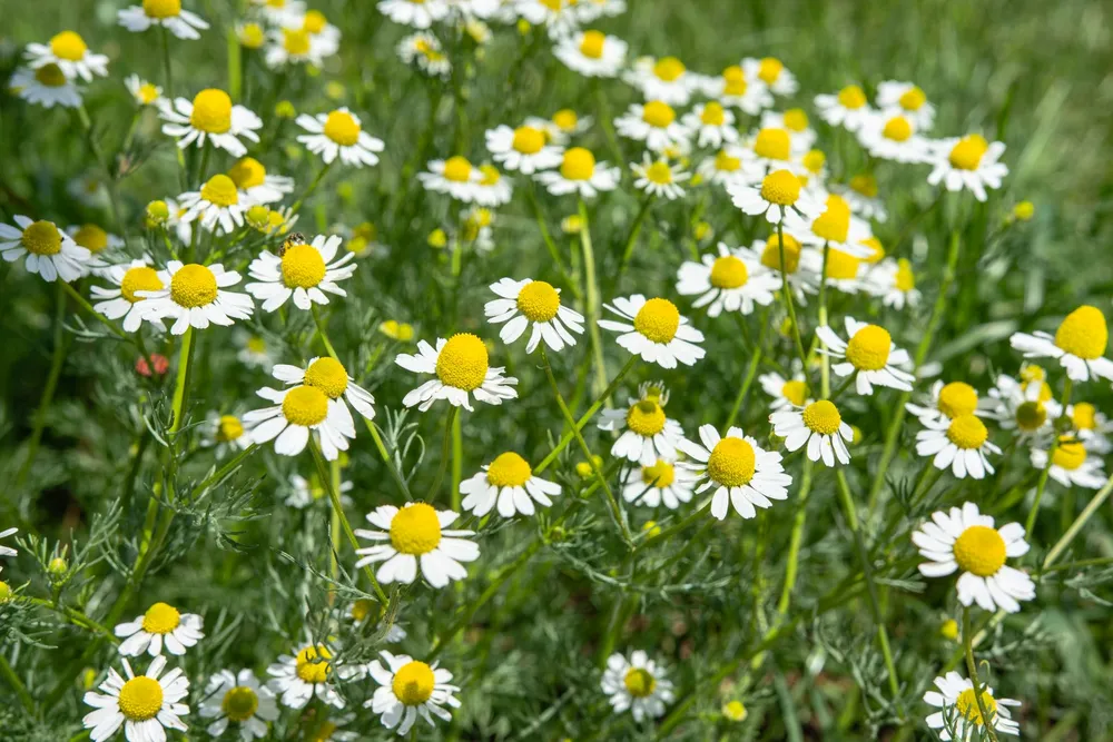 Matricaria Chamomilla