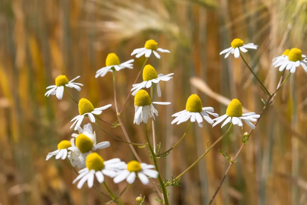 Matricaria Chamomilla