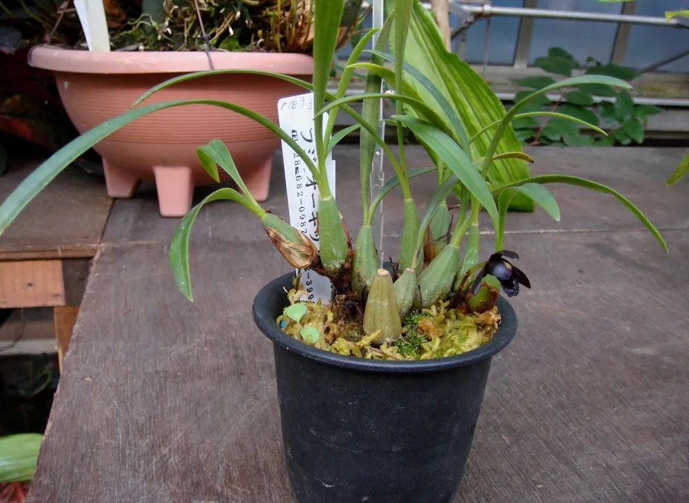 Maxillaria schunkeana Орхидея