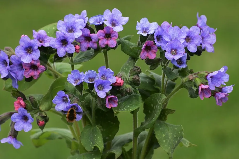 Медуница неясная Pulmonaria Obscura