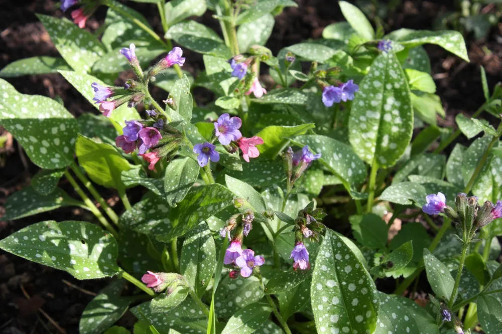 Медуница Pulmonaria moonshine