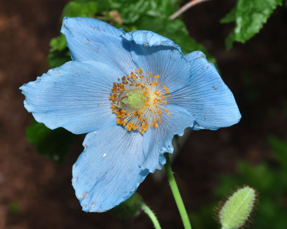 Меконопсис betonicifolia