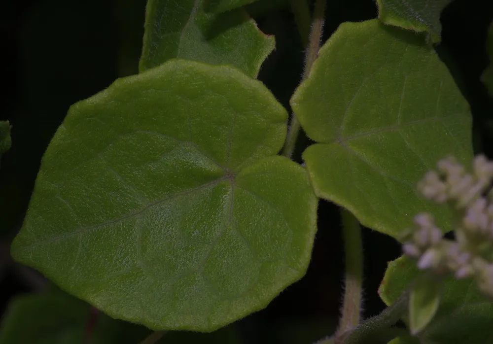 Mikania ternata