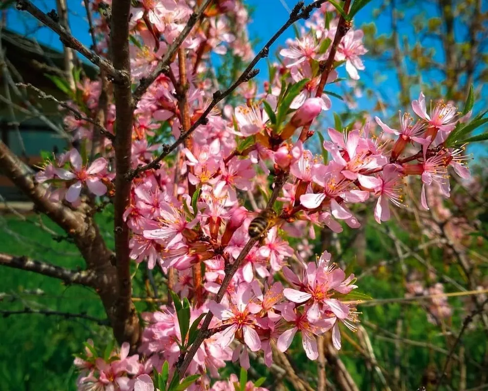 Миндаль кустарник