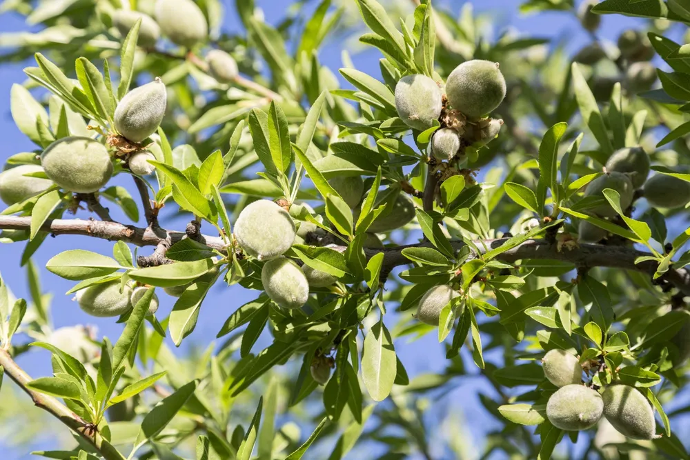 Миндаль обыкновенный Amygdalus communis