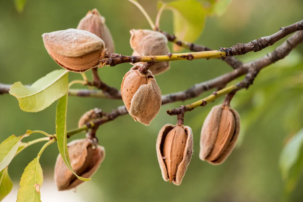 Миндаль обыкновенный Amygdalus communis