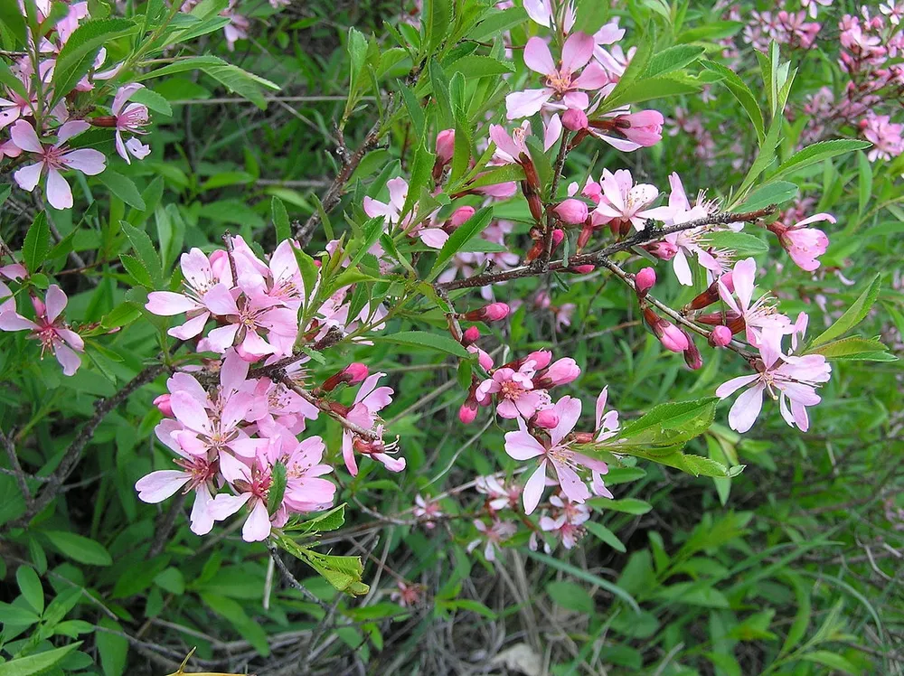 Миндаль Степной Prunus tenella