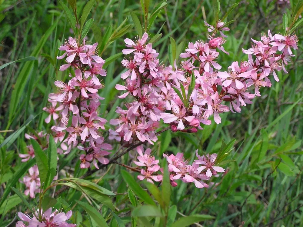 Миндаль Степной Prunus tenella