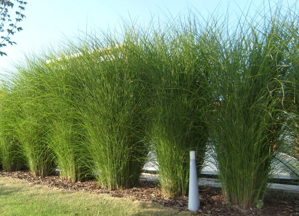 Miscanthus Gracillimus