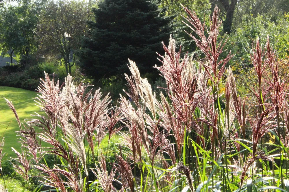 Miscanthus sinensis Malepartus