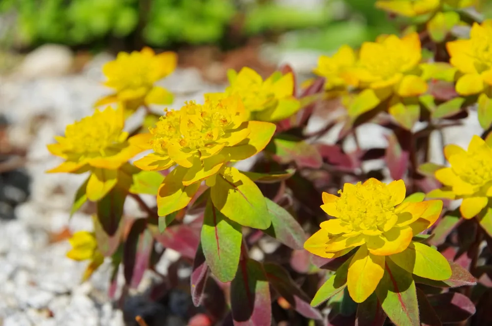 Молочай Bonfire Euphorbia polychroma