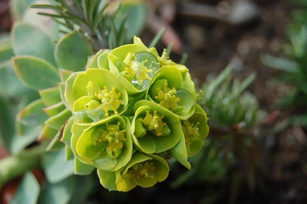 Молочай Euphorbia