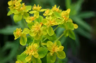 Молочай Euphorbia palustris