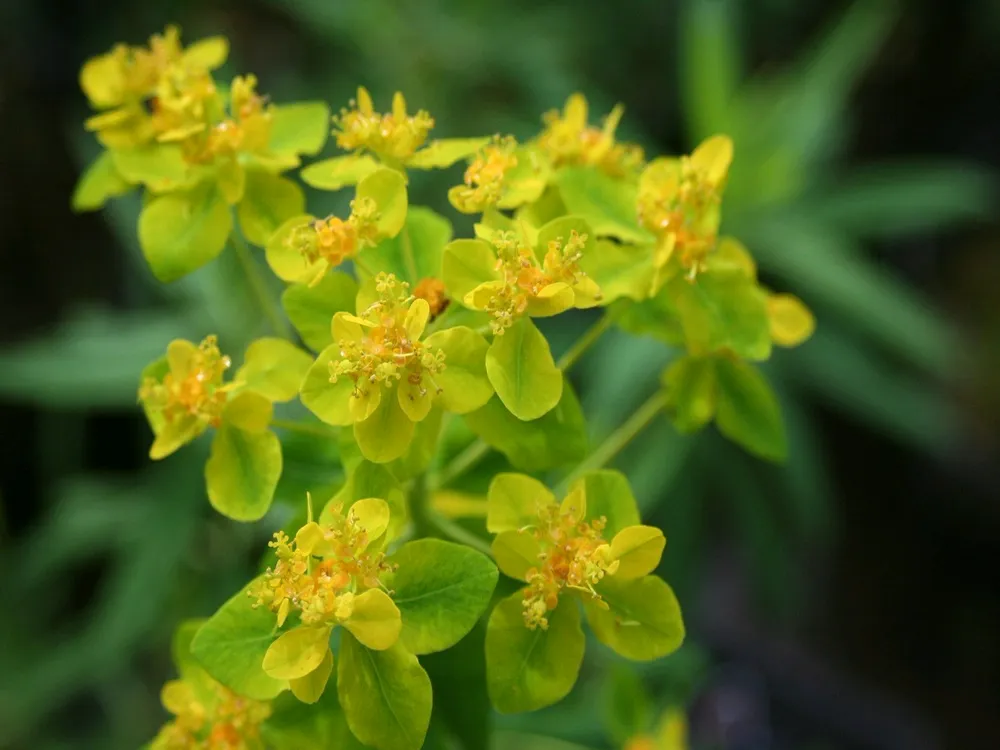 Молочай Euphorbia palustris