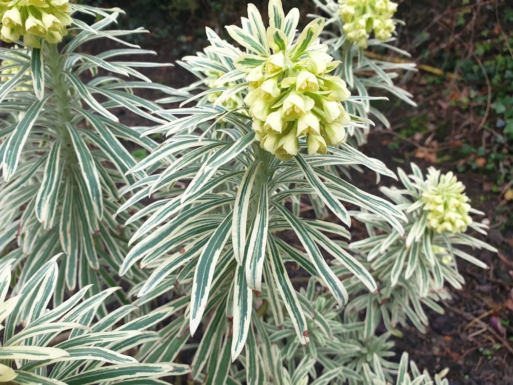 Молочай Euphorbia Tasmanian Tiger