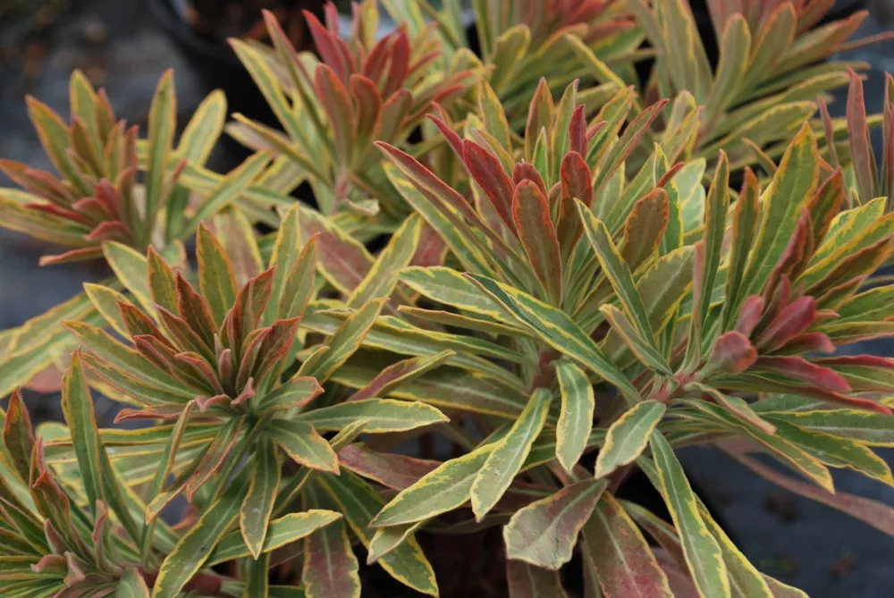 Молочай Мартина Ascot Rainbow Euphorbia martinii