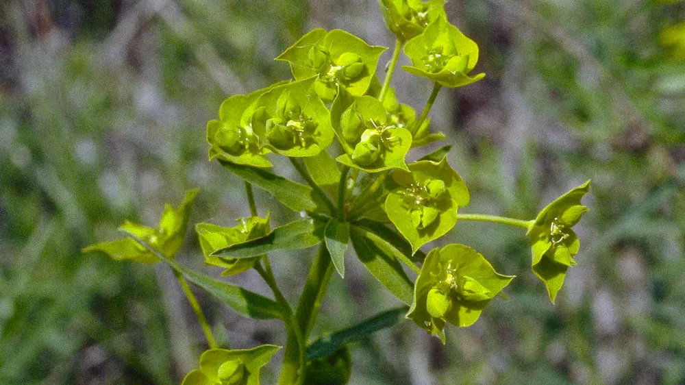 Молочай Жигулёвский Euphorbia zhiguliensis