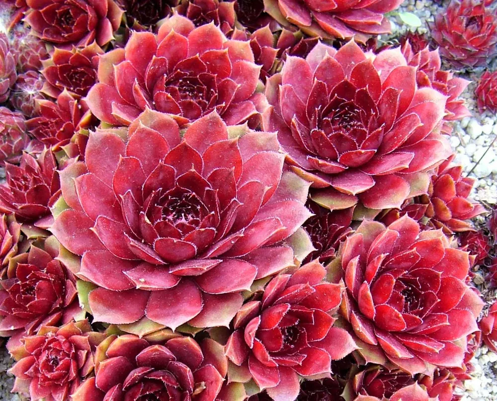 Молодило «каменная роза» Sempervivum