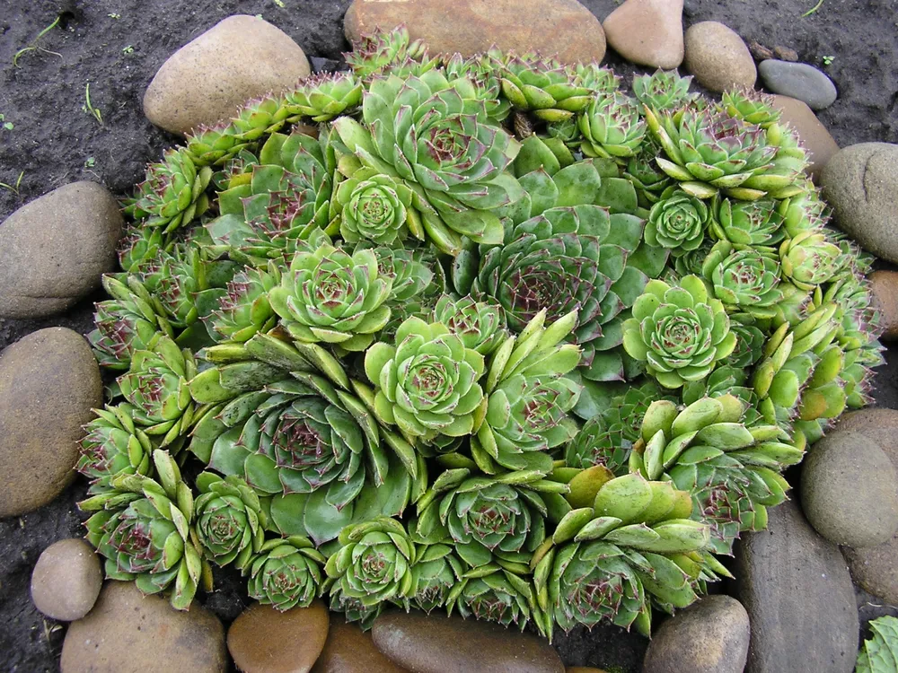 Молодило «каменная роза» Sempervivum