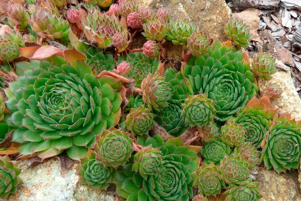 Молодило кровельное Sempervivum tectorum