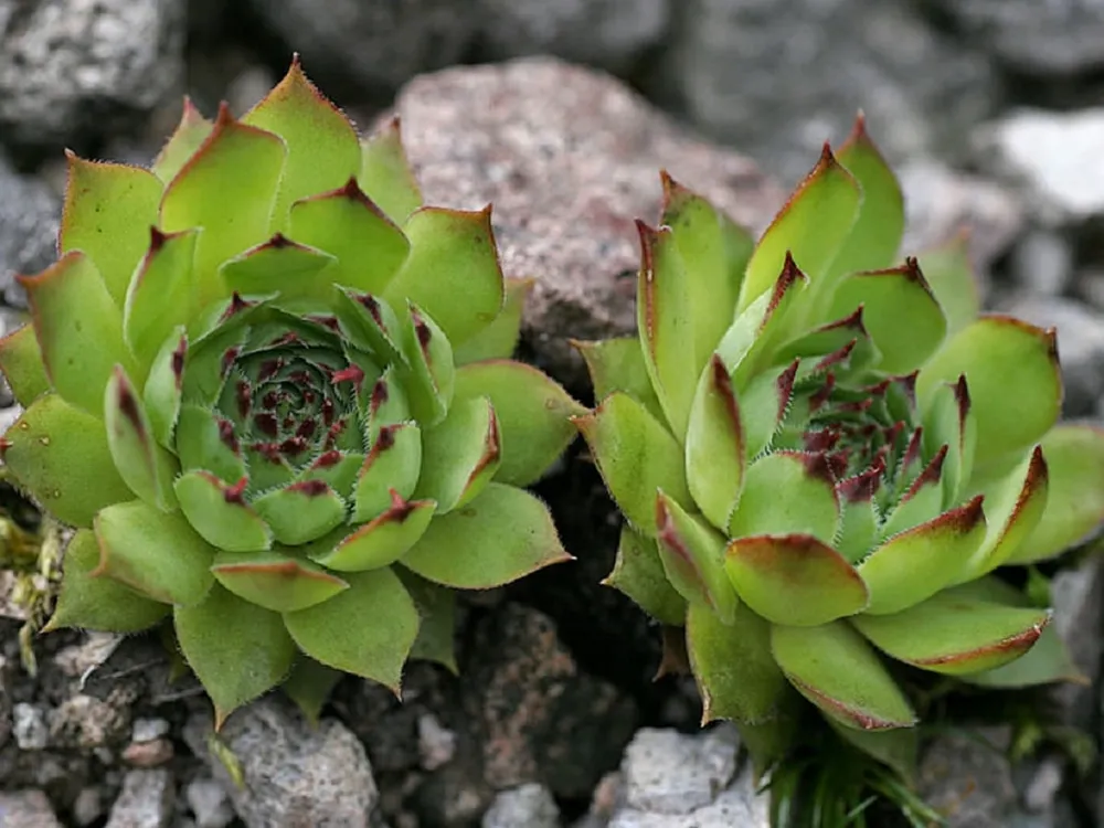 Молодило кровельное Sempervivum tectorum