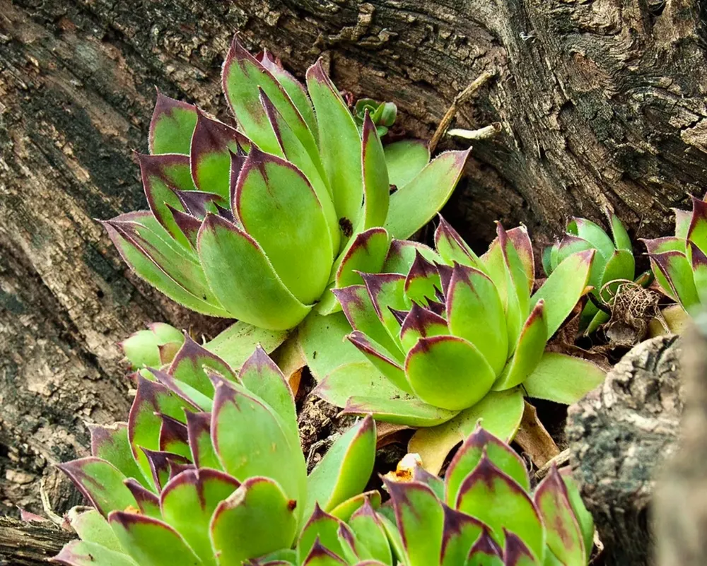 Молодило кровельное Sempervivum tectorum