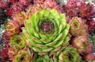 Молодило Sempervivum