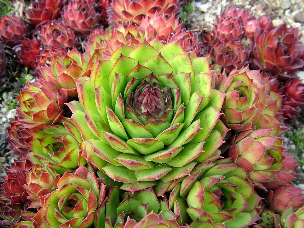 Молодило Sempervivum