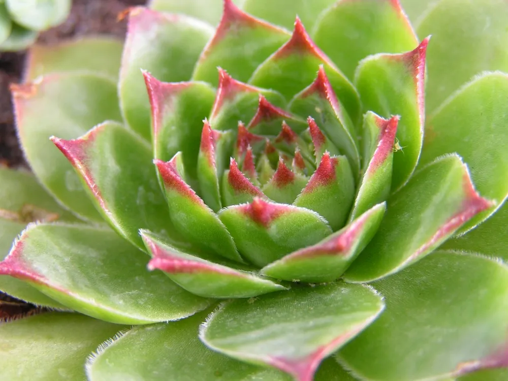 Молодило Sempervivum